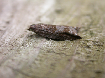 Rhopobota naevana
