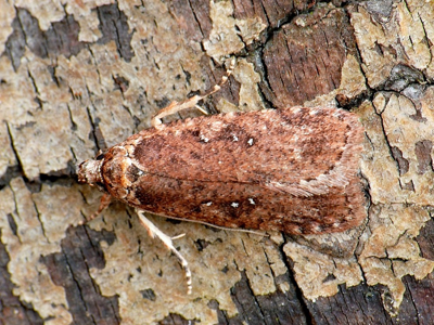 Agonopterix heracliana