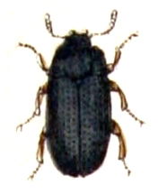 Alphitobius diaperinus