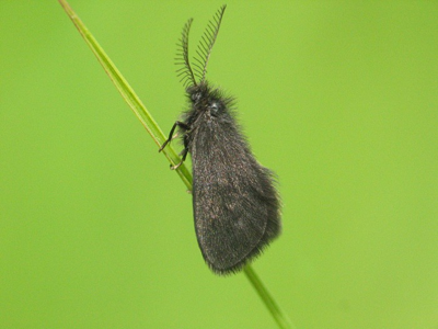 Epichnopterix plumella