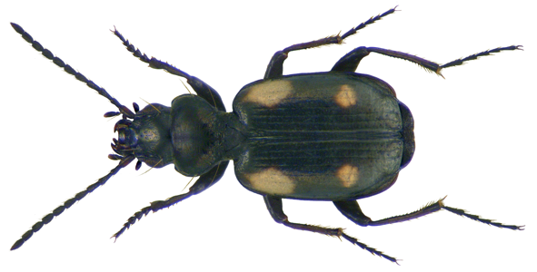 Lionychus quadrillum