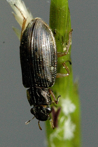 Helophorus aquaticus