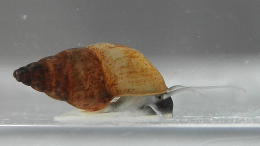 Hydrobie des antipodes