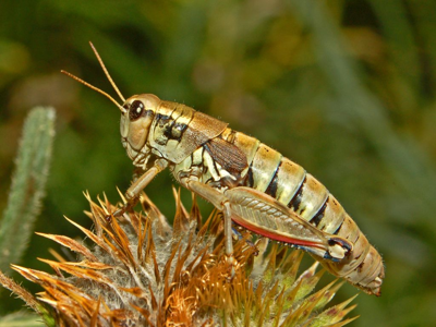Podisma pedestris