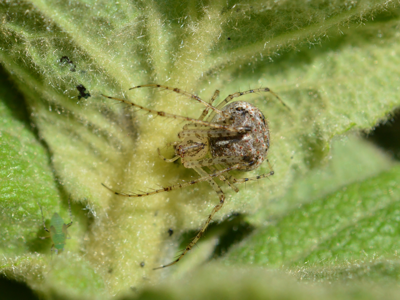 Mimetus laevigatus