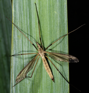 Tipule des prairies