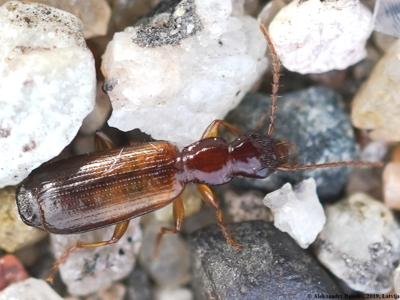 Dromius angustus