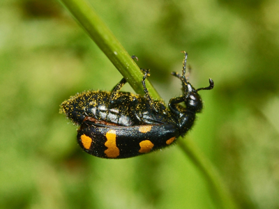 Hycleus polymorphus