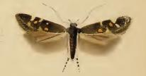 Chrysoesthia sexguttella