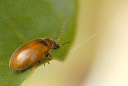 Chrysomèle brunie