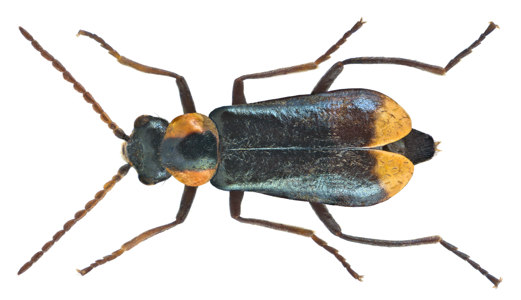 Axinotarsus marginalis