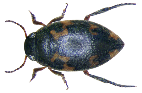 Stictonectes lepidus