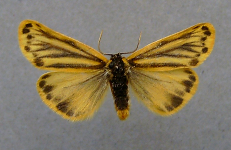 Ecaille alpine (L')