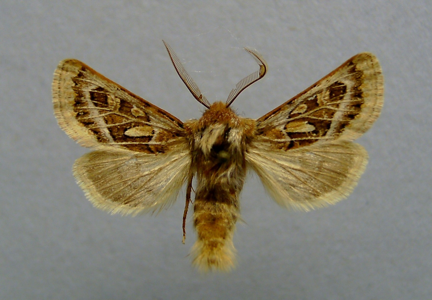 Noctuelle pluviophile (La)