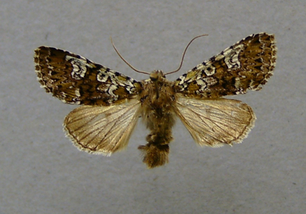 Noctuelle du Vulpin (La)
