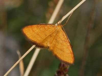 Acidalie jaune (L')