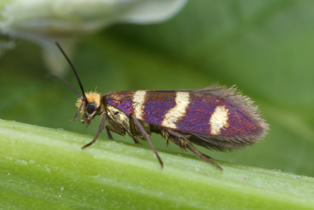 Micropterix aureatella