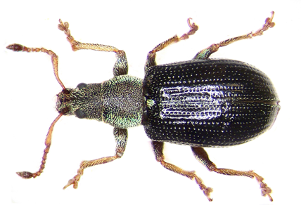 Phyllobius viridicollis