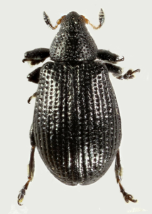 Rhamphus pulicarius