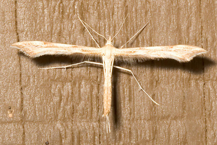 Gillmeria pallidactyla