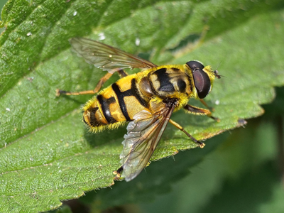 Myathropa florea
