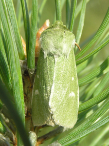 Verdoyante (La)
