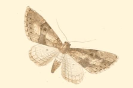 Eupithécie de Guenée (L')