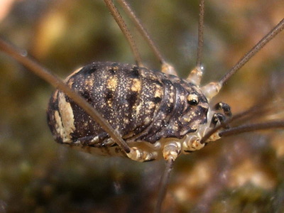Nelima doriae