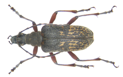 Evodinus clathratus
