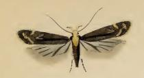 Aroga flavicomella