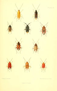 Phylus coryli