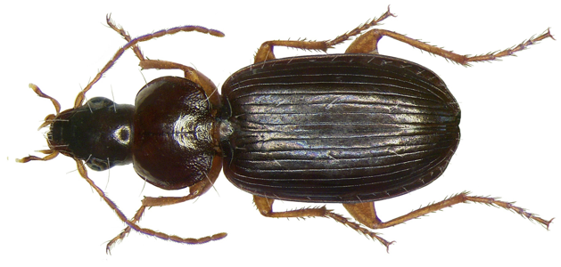 Olisthopus rotundatus
