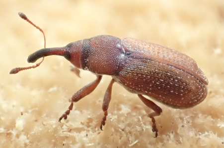Magdalis rufa