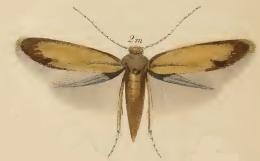 Coptotriche marginea