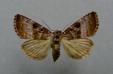 Noctuelle améthyste (La)