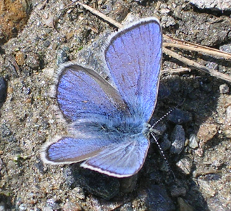 Azuré de la Phaque (L')