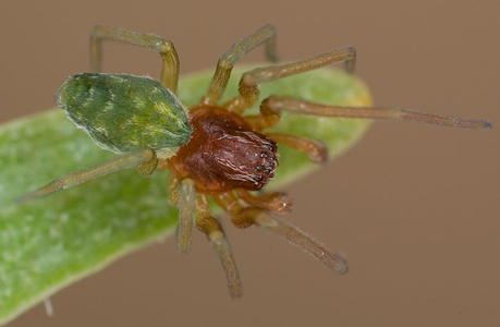 Nigma walckenaeri