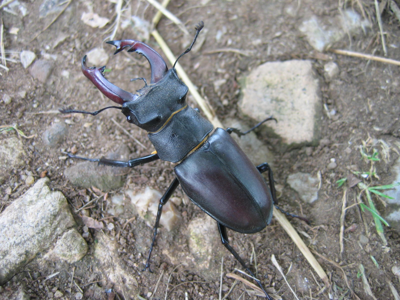 Cerf-volant (mâle)
