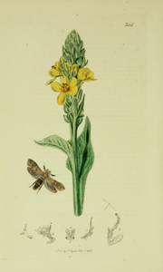 Ochsenheimeria taurella