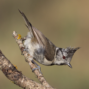 Mésange huppée