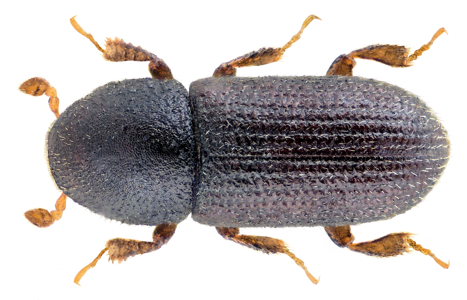 Crypturgus cinereus