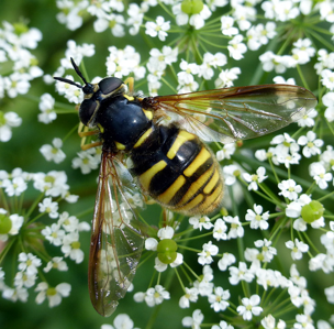 Chrysotoxum fasciolatum