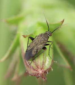 Lepidargyrus ancorifer
