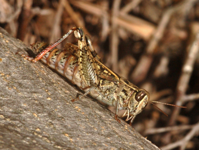 Caloptène provençal