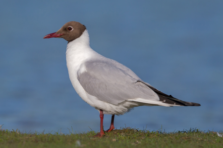 Mouette rieuse