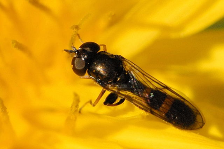 Neoascia podagrica
