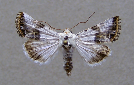 Cléophane opaline (La)