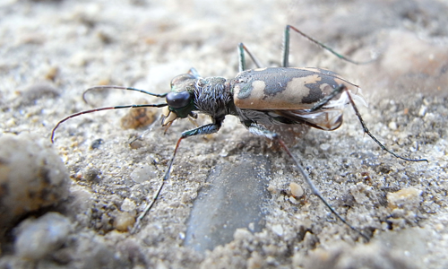 Cephalota circumdata