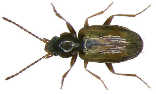 Tachys scutellaris