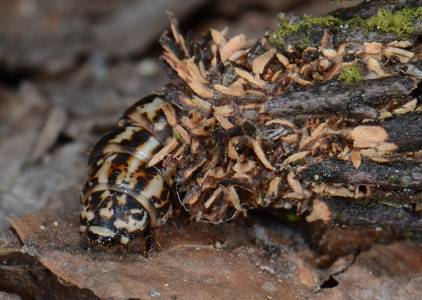 Pachythelia villosella